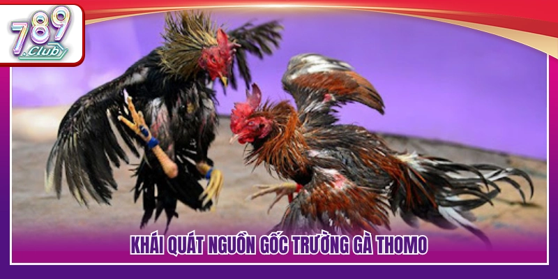 Lịch sử phát triển của đấu trường gà Thomo